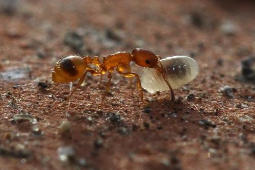 Temnothorax unifasciatus